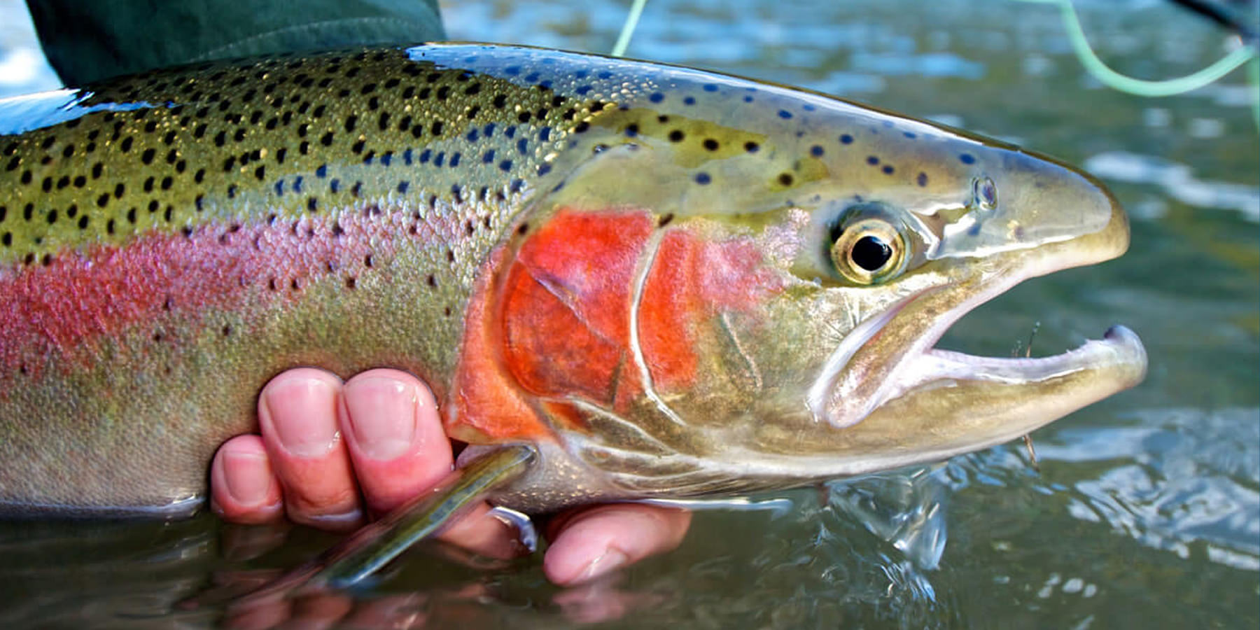 Pesca a mosca Pianeta Pesca